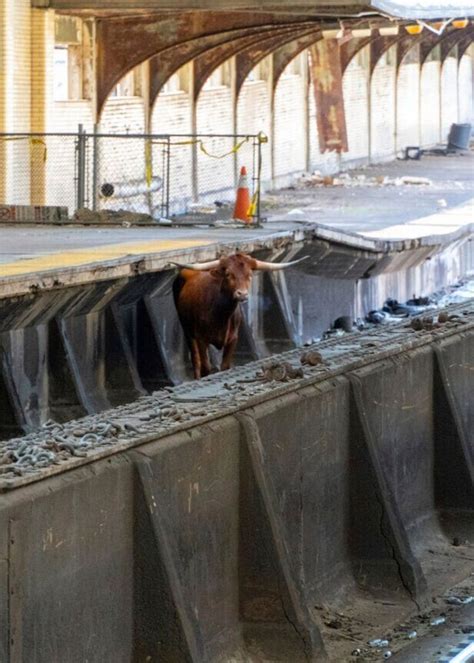 Bull on tracks at New Jersey’s Newark station delays train traffic outside New York